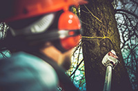Tree company in Smithville worker pruning a tree with a long handled saw